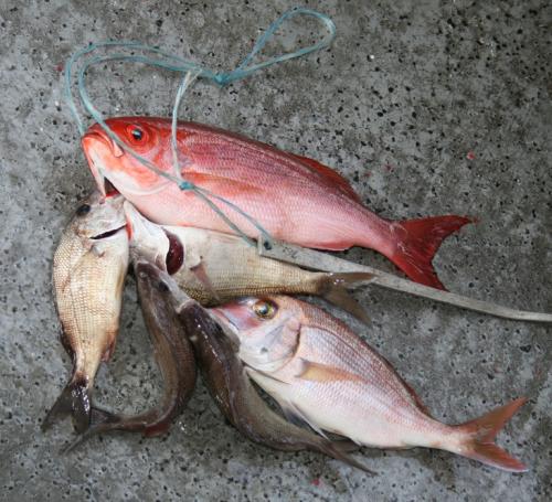 Filets de poisson du golfe du mexique de Mireille | Photo de Mireille