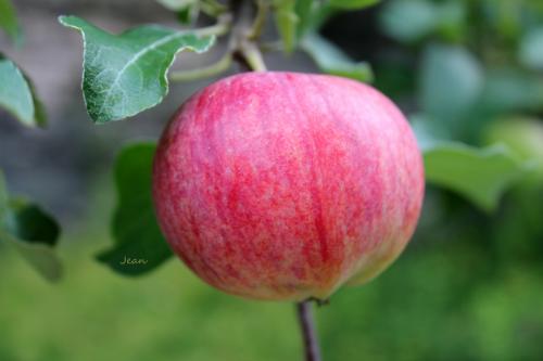 Les pommes et leurs usages de Nell | Photo de Nell