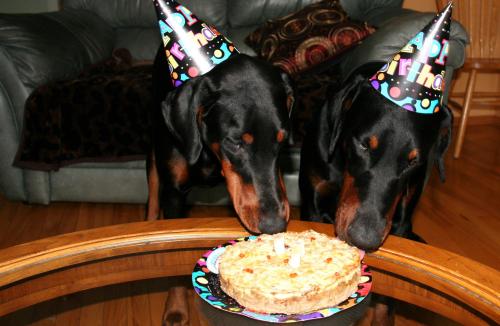 Gâteau d'anniversaire pour chien de Lisa Ginomom | Photo de Lemari