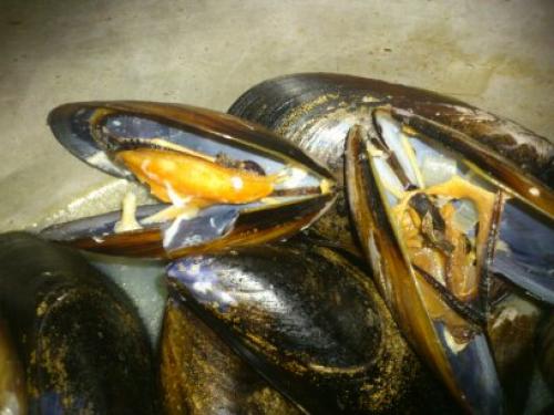 Moules marinières de Alexandralambert75 | Photo de Alexandralambert75